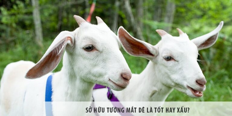 Sở hữu tướng mắt dê là tốt hay xấu?